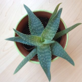 Aloe Vera