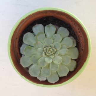 Echeverie