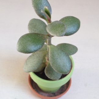 Geldbaum