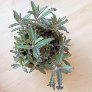 Kalanchoe
