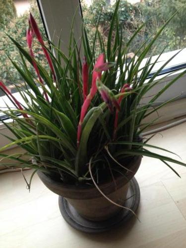 Blüte im Winter