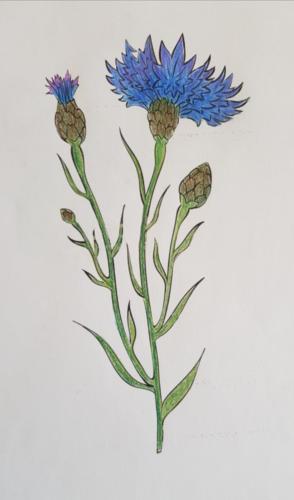 Kornblume