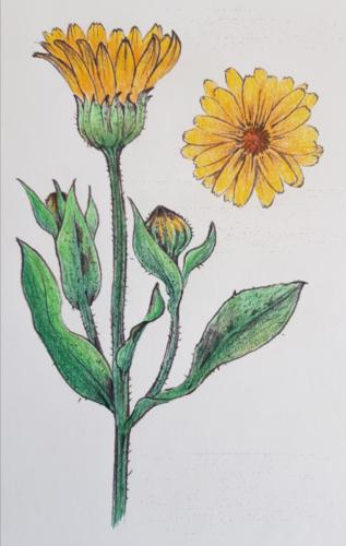 Ringelblume