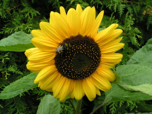Sonniges Gemüt