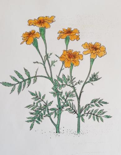 Tagetes